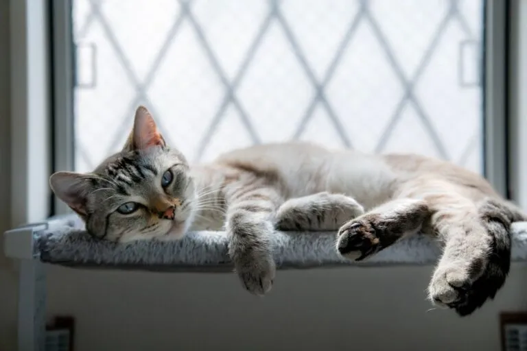 gray-cat-lounging-stretching-on-window-1